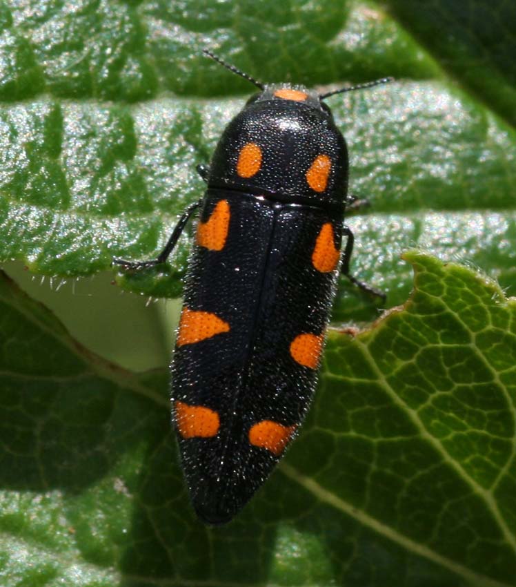 Ptosima undecimmaculata